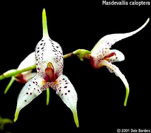 Masdevallia caloptera
